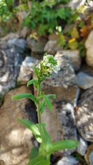 Pseudoturritis turrita