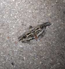 Spirama helicina