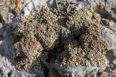 Squamarina cartilaginea