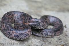 Ovophis monticola