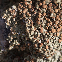 Squamarina cartilaginea