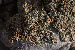 Squamarina cartilaginea