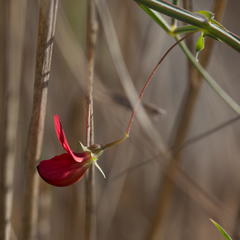 Lathyrus setifolius
