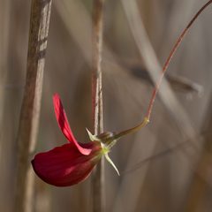 Lathyrus setifolius