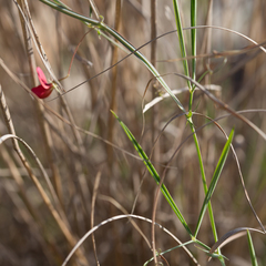 Lathyrus setifolius