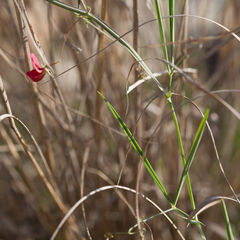 Lathyrus setifolius