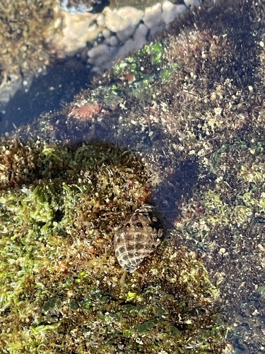 Tenguella granulata observed 2022-04-09