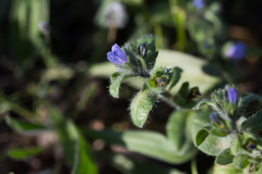 Echium parviflorum