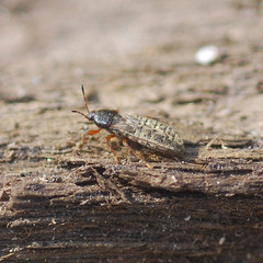 Dimorphopterus pallipes