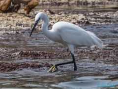 Egretta garzetta