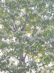 Catalpa bungei