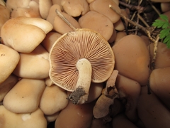 Homophron