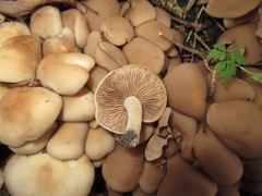 Homophron