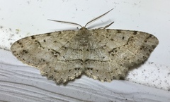 Melanolophia signataria