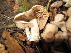 Homophron