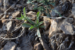 Atractylis cancellata