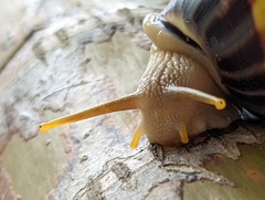 Amphidromus perversus