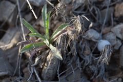 Atractylis cancellata