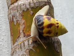 Amphidromus perversus