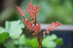 Koelreuteria paniculata