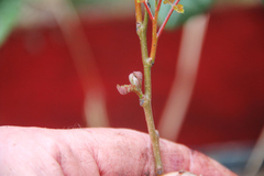Koelreuteria paniculata