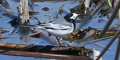 Motacilla alba personata