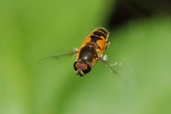 Eristalis horticola