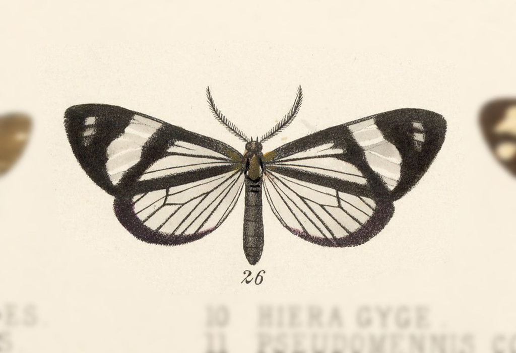 Phanoptis vitrina