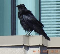Corvus