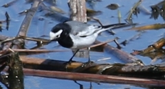 Motacilla alba personata