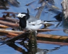 Motacilla alba personata