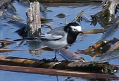 Motacilla alba personata