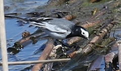 Motacilla alba personata