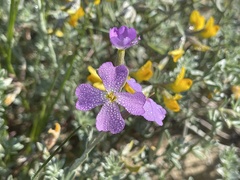Malcolmia littorea