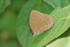 Arhopala aedias