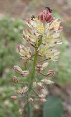 Eriospermum brevipes