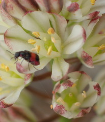Eriospermum brevipes