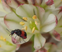 Eriospermum brevipes