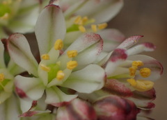 Eriospermum brevipes