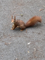 Sciurus vulgaris