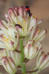 Eriospermum brevipes