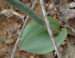 Eriospermum brevipes