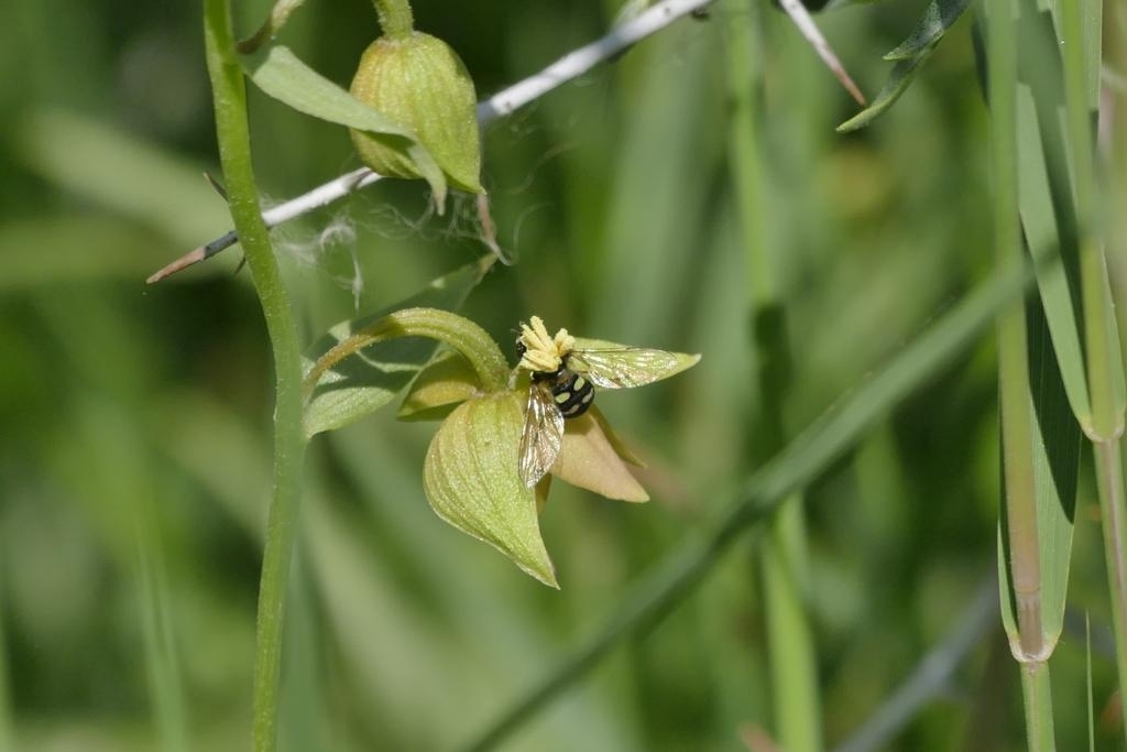 Epipactis royleana