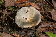 Russula iterika