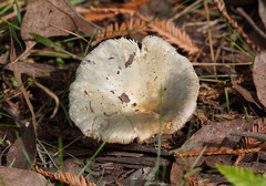 Russula iterika