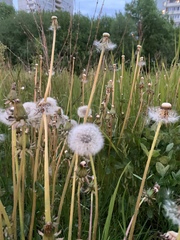 Taraxacum officinale
