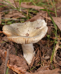 Russula iterika