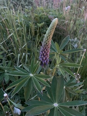 Lupinus polyphyllus
