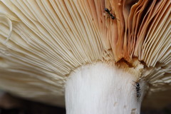 Russula iterika