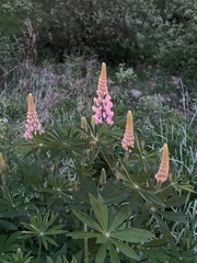 Lupinus polyphyllus